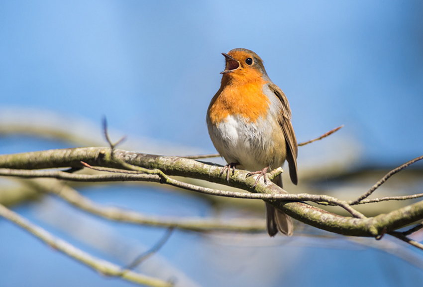 jeûne et chant - version avril 2019 rouge gorge chante branche ciel - jeûne et chant - version avril 2019