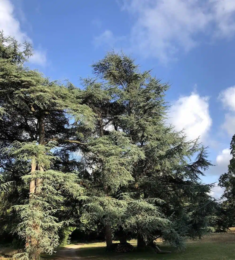 Arbres parc Morbihan Bretagne Chemindelasante jeune et randonnee - Bretagne sud